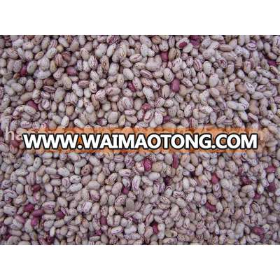 Cranberry Beans Light Speckled Kidney Beans Oval shape