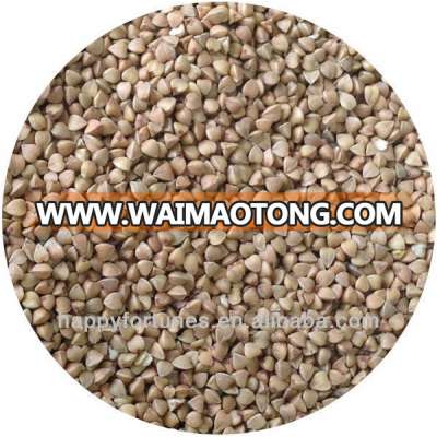 Roasted buckwheat kernels ,Kasha.Roasted buckwheat groats