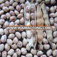 Black Kidney Beans Competitive Price