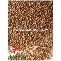 roasted buckwheat brown colour sweet seed